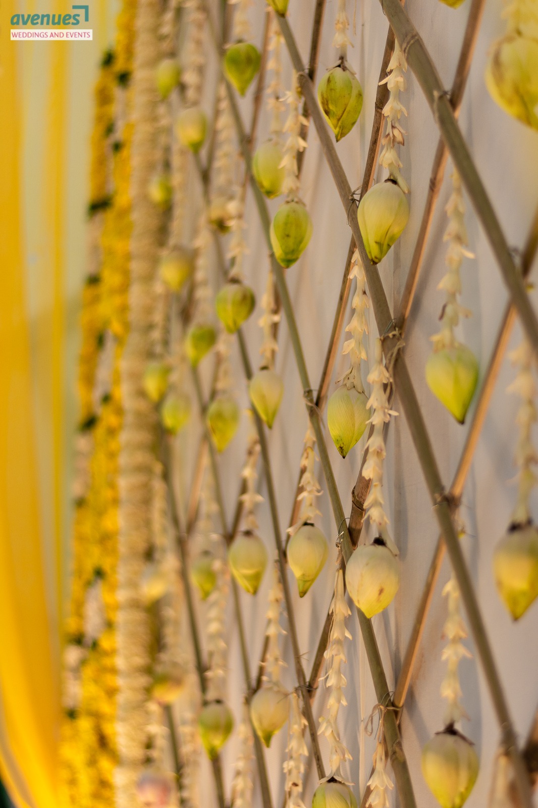 Tender Coconut Lattice Backdrop
